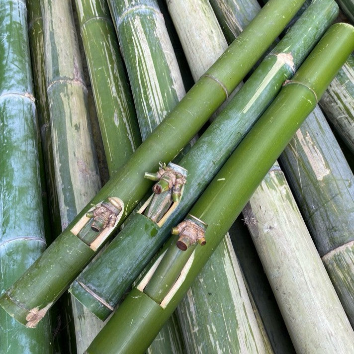 Handmade Premium Bamboo Bong